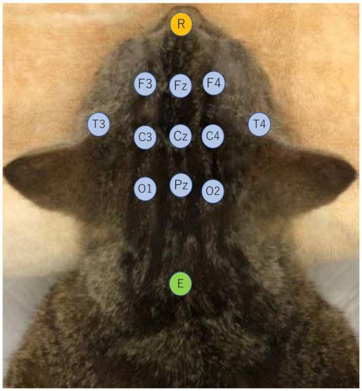 Investigación del efecto y la disponibilidad de ketamina en la electroencefalografía en gatos con epilepsia del lóbulo temporal