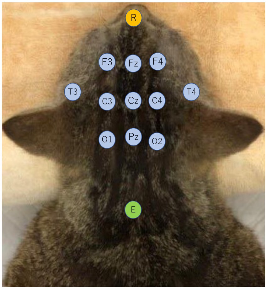 Investigación del efecto y la disponibilidad de ketamina en la electroencefalografía en gatos con epilepsia del lóbulo temporal