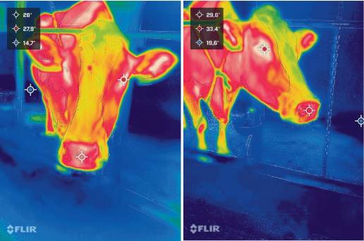 Termografía infrarroja como método no invasivo para evaluar el estrés en vacas lecheras lactantes durante desafíos de aislamiento
