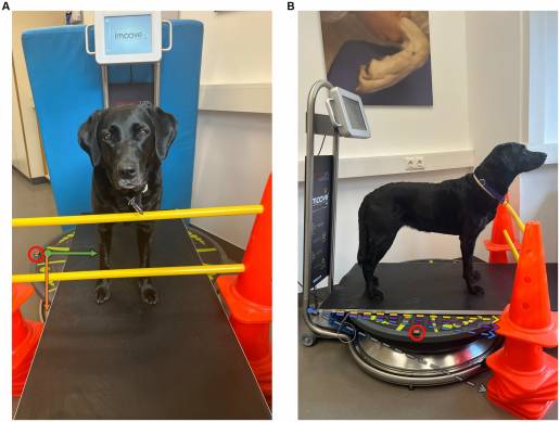 Las perturbaciones mecánicas externas desafían la estabilidad postural en perros