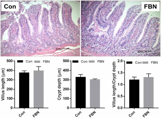 Caracterización metagenómica de la comunidad de microbiota cecal y funciones en cerdos de engorde alimentados con Boehmeria nivea fermentada