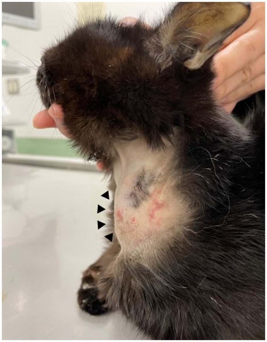 Caso clínico: Primer aislamiento de Exophiala dermatitidis de feohipomicosis subcutánea en un gato