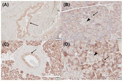 Expresión del receptor de vitamina D, CYP24A1 y CYP27B1 en páncreas canino normal e inflamado