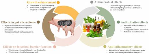Conocimiento de vanguardia sobre el papel de los fitobióticos y sus modos de acción propuestos en cerdos