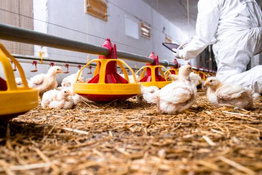 Efectos de la fitasa dietética sobre las necesidades de cobre de los pollos de engorde