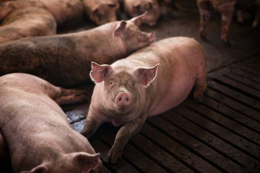 Salmonella enterica induce cambios específicos de la biogeografía en el microbioma intestinal de los cerdos