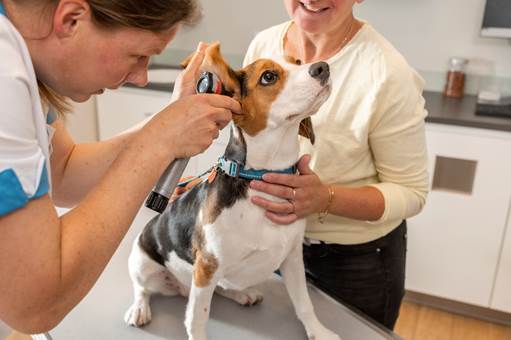 MSD Animal Health lanza Mometamax® Ultra, un innovador producto de dosis única para la otitis externa en perros