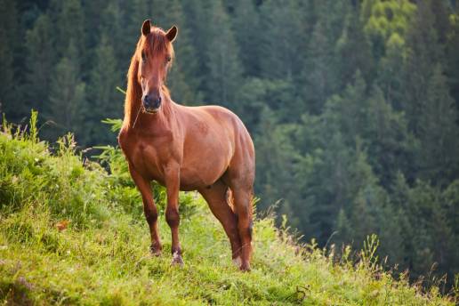 El Seprona investiga la muerte de nueve caballos salvajes en la sierra de O Barbanza