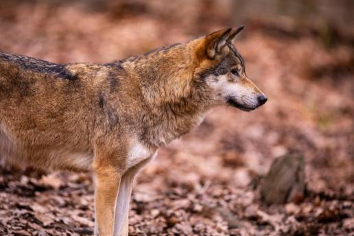 APAG denuncia nuevos ataques del lobo al ganado ovino en la Sierra Norte de Guadalajara