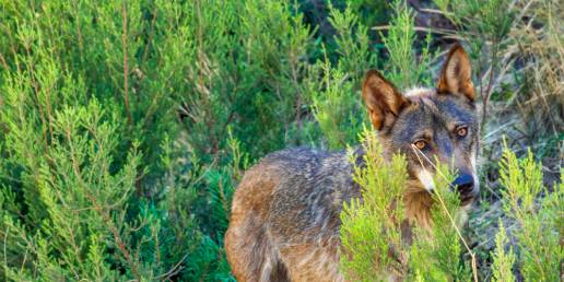 PNV pide armonizar la protección de los lobos con la que merece la ganadería extensiva