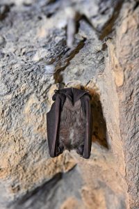La Noche de los Murciélagos llega a la capital aragonesa para acercar estos mamíferos a la ciudadanía