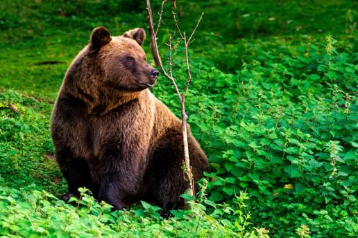 Zamora acogerá desde mañana un seminario internacional sobre la gestión de poblaciones de oso y lobo