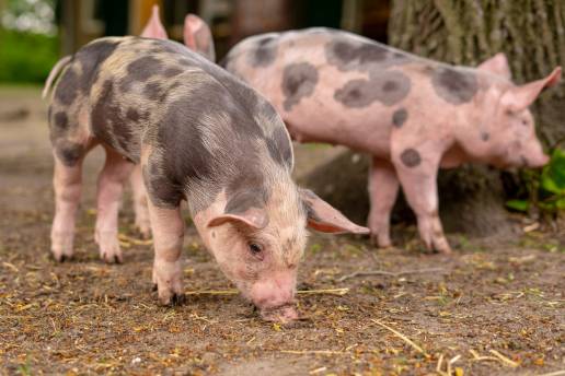 Desarrollo de lesiones en el flanco en cerdos en crecimiento después del destete: un estudio de caso