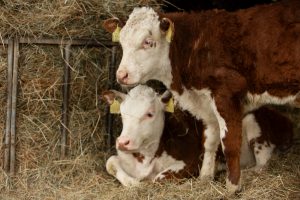 El Parlamento cántabro aprueba un plan con ayudas para combatir la enfermedad hemorrágica