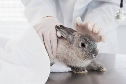 Primera detección y caracterización molecular del virus de la enfermedad hemorrágica del conejo (RHDV) en Argelia