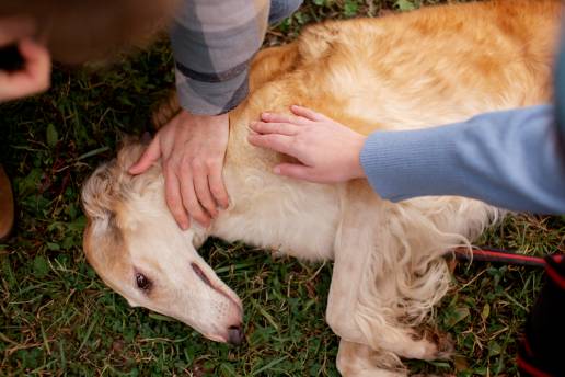 Probable muerte súbita inesperada en perros con epilepsia (pSUDED)