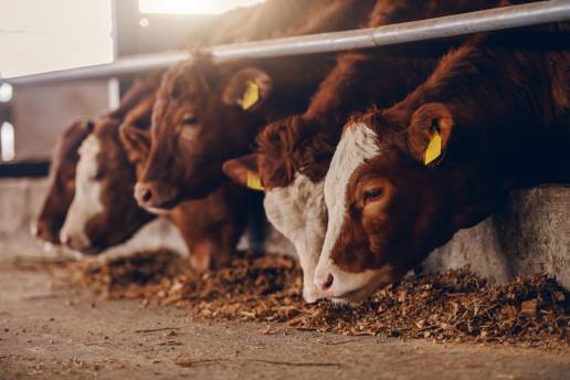 La UAGR-COAG solicita a la Consejería de Agricultura y ganadería medidas urgentes frente a la EHE