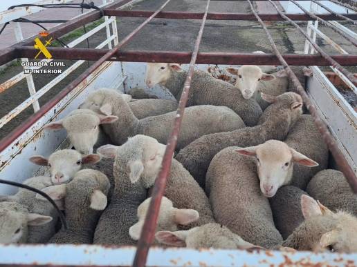 Tres detenidos por robar 28 corderos de una finca en Logrosán y la muerte de dos de ellos en el transporte