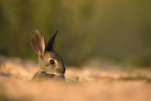 Conejos del Teide mueren por el virus de enfermedad hemorrágica, según un estudio del Cabildo y la Ulpgc