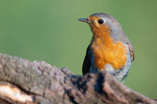 Un total de 180 especies de aves, 175 de ellas autóctonas, se reproducen en Euskadi, según una investigación de Aranzadi