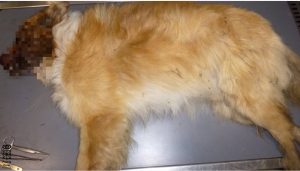  Investigado un varón en Urbasa por apalear hasta la muerte a un perro