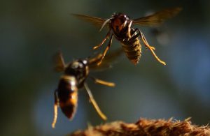 Los abejorros combaten con éxito a la invasora avispa asiática