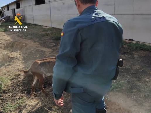  Investigado el titular de una explotación ganadera en Herguijuela por un delito de abandono y maltrato animal