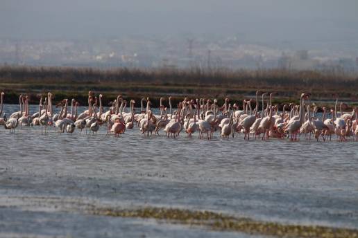 Unas 20.000 parejas de aves acuáticas se reproducen este año en l'Albufera de Valencia