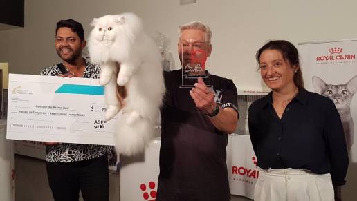 Un gato persa de Portugal, ganador de las Exposiciones Internacionales Felinas celebradas en Ávila