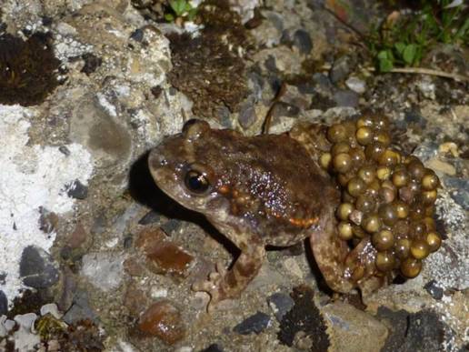Un programa intenta preservar anfibios autóctonos como el sapo partero y la salamandra en la Sierra del Rincón (Madrid)