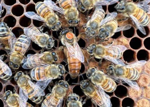 Las abejas heredan un comportamiento altruista de sus madres