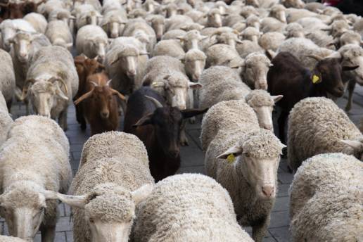 Unas 1.200 ovejas y cabras llegan este sábado al municipio en su trashumancia hasta Madrid
