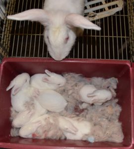 Identifican nuevas bacterias que influyen en la capacidad de adaptación de los animales a cambios ambientales