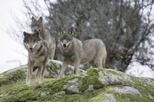 Sube el número de lobos en la región pero bajan sus ataques porque empiezan a alimentarse también de animales muertos