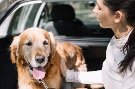 La Fundación RACE advierte que dejar a una mascota sola en el coche puede suponer multas de hasta 10.000 euros