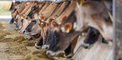 Agricultura intensifica los controles para la identificación de la EHE en explotaciones de ganado bovino