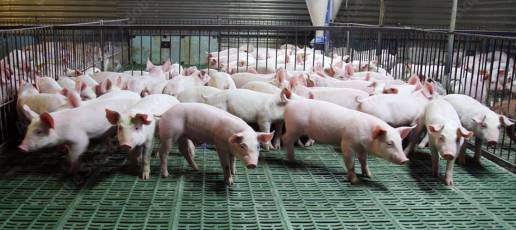 El 75% de las granjas de porcino incorporan técnicas para reducir los niveles de emisiones de amoniaco
