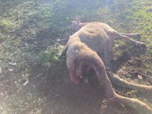UPA Rioja alerta de un ataque de lobo en Castroviejo, "una zona inusual que demuestra la expansión de la especie"