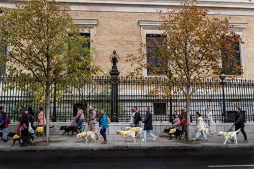 Perros guía y sus dueños marchan en Madrid para que las personas ciegas puedan acceder acompañadas a todos los lugares