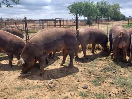 El centro de reproducción de la Junta subastará 22 machos de ganado porcino de raza Duroc