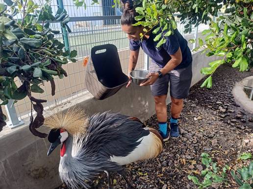 El Ayuntamiento de Santa Cruz de Tenerife recoge 465 animales exóticos en lo que va de año
