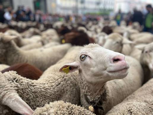 Más de mil ovejas y cabras inundan Madrid en la XXX Fiesta de la Trashumancia, pastoreadas por primera vez por una mujer