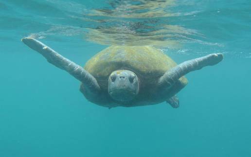Fundación Oceanogràfic y USFQ lanzan un servicio veterinario para monitorizar la salud de especies marinas en Galápagos