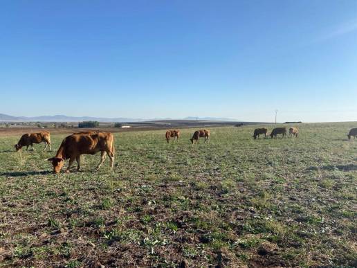 Asaja Ciudad Real reclama ayudas a Junta para los ganaderos con animales afectados por Enfermedad Hemorrágica Epizoótica