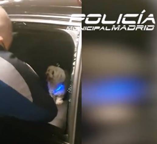 Rescatan un perro encerrado y atado durante horas en un coche sin ventilación en el Paseo de la Castellana