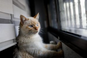 Educación prohíbe la entrada de animales de compañía a los centros educativos valencianos