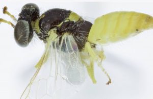 Dos especies de abejas australianas son machos y hembras de la misma