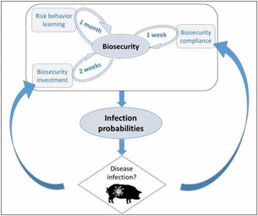 Conectar la dinámica de las enfermedades del ganado con el aprendizaje humano y las decisiones de bioseguridad