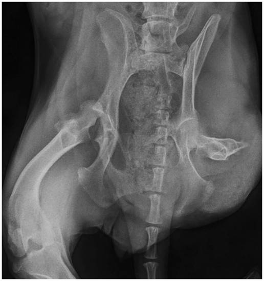 Caso clínico: Reemplazo total de cadera con el sistema Innoplant en un perro con luxación crónica de cadera y amputación de extremidades pélvicas contralaterales