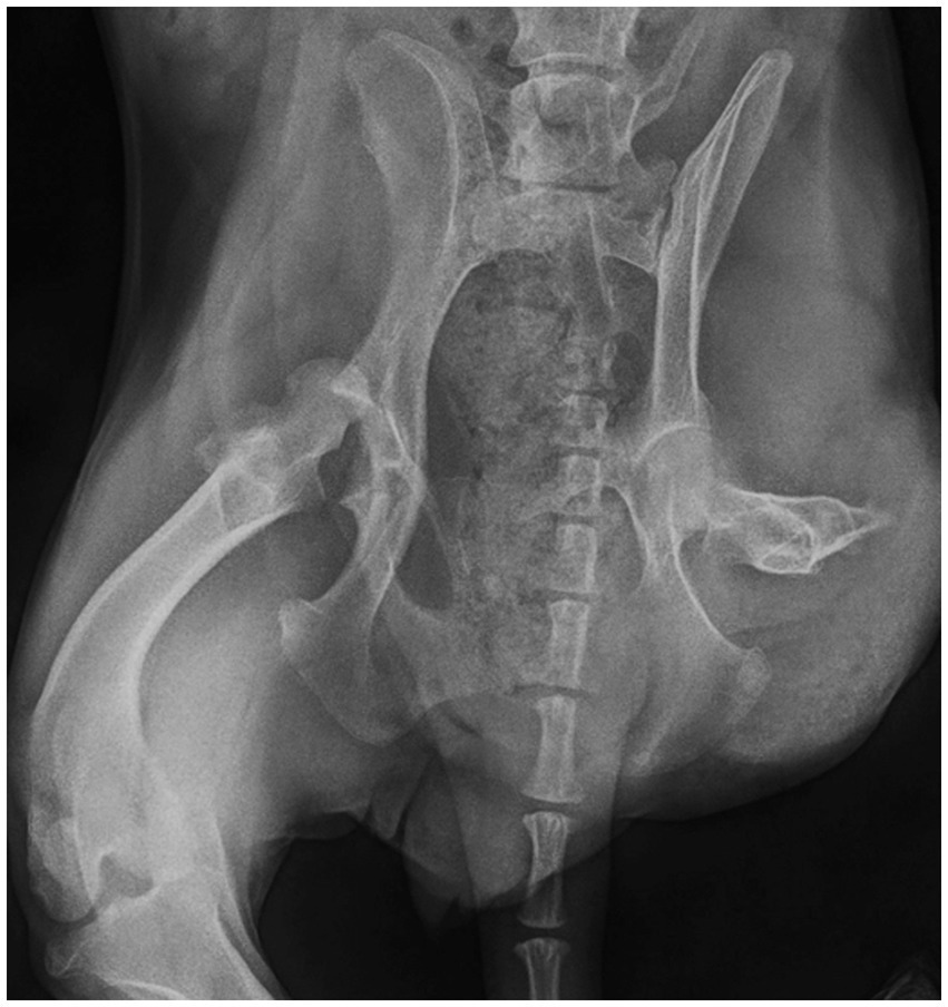 Caso clínico: Reemplazo total de cadera con el sistema Innoplant en un perro con luxación crónica de cadera y amputación de extremidades pélvicas contralaterales